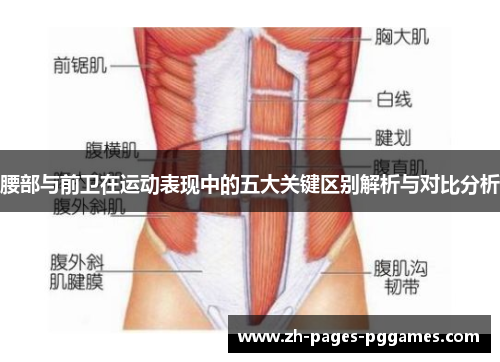 腰部与前卫在运动表现中的五大关键区别解析与对比分析